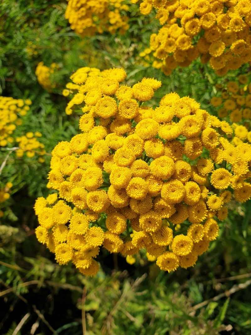 Boerenwormkruid - Tanacetum vulgare - gezonde voedingsrijke -heemplantentuin - weefplanten - kruidentuin